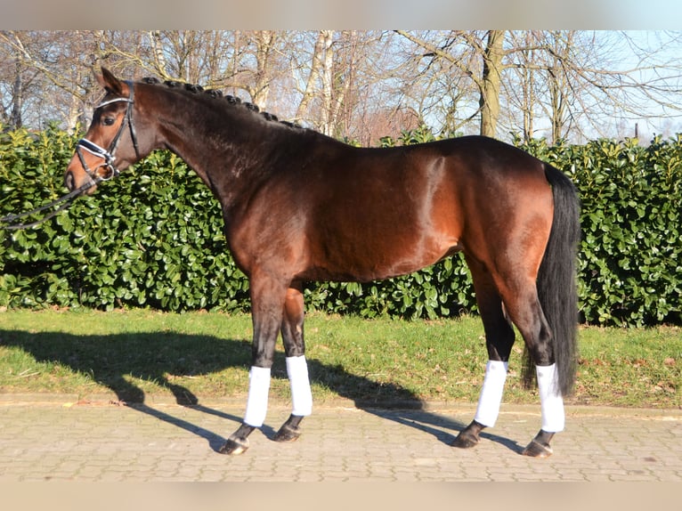 Hanoverian Mare 5 years 16,1 hh Bay-Dark in Selsingen