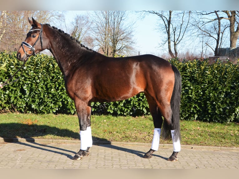 Hanoverian Mare 5 years 16,1 hh Bay-Dark in Selsingen