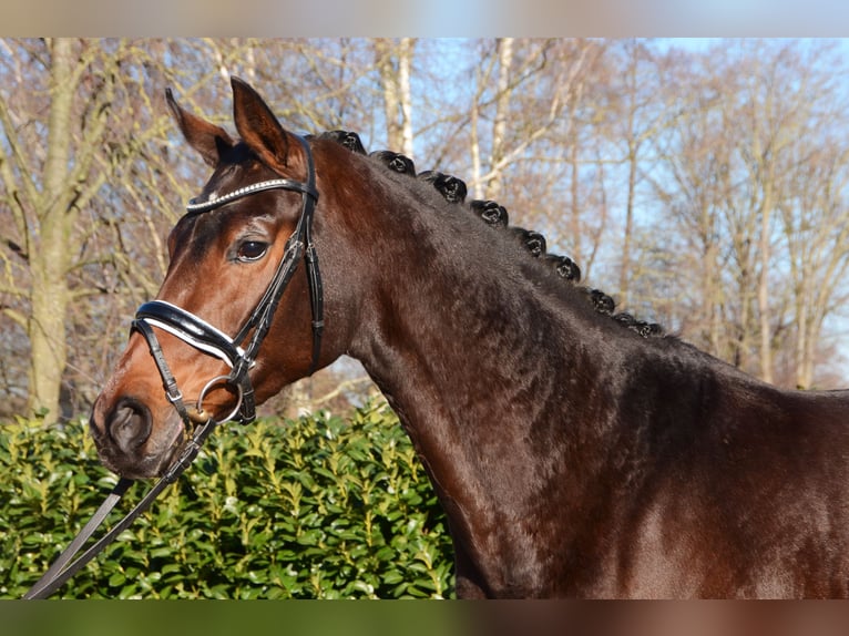 Hanoverian Mare 5 years 16,1 hh Bay-Dark in Selsingen