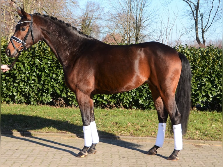 Hanoverian Mare 5 years 16,1 hh Bay-Dark in Selsingen