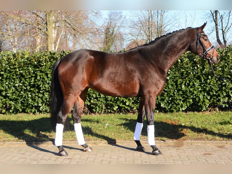 Hanoverian Mare 5 years 16,1 hh Bay-Dark in Selsingen