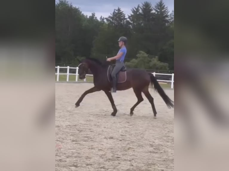 Hanoverian Mare 5 years 16,1 hh Bay-Dark in Thalheim bei Wels