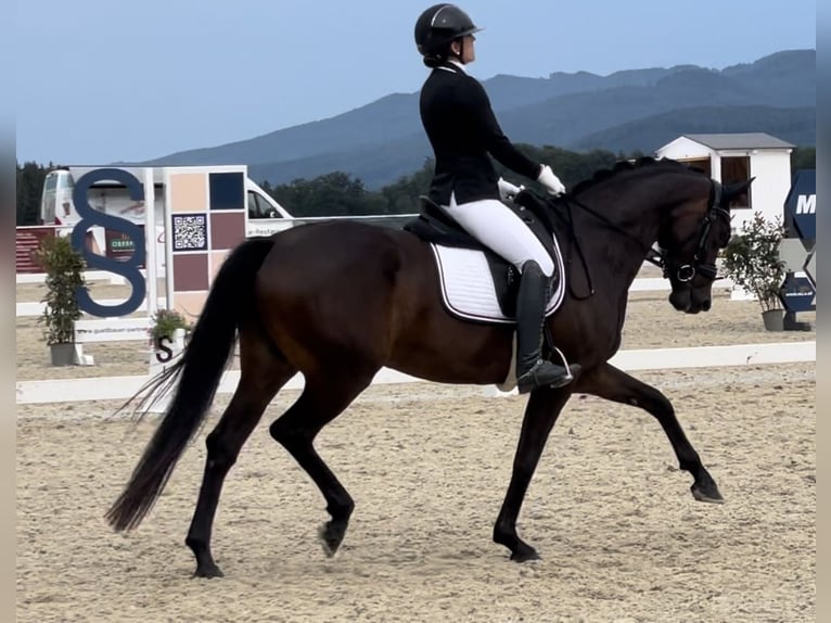 Hanoverian Mare 5 years 16,1 hh Bay-Dark in Thalheim bei Wels