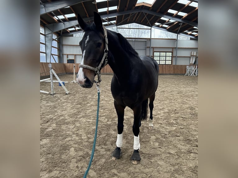 Hanoverian Mare 5 years 16,1 hh Bay-Dark in Glückstadt