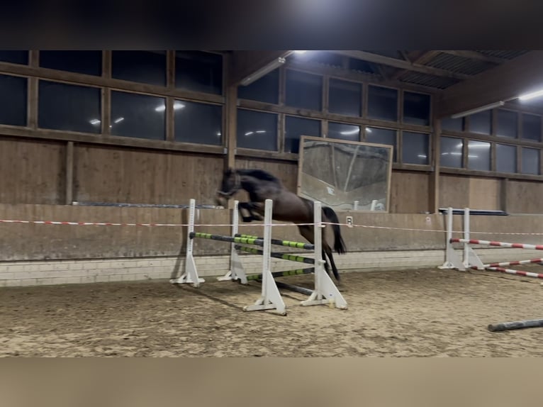 Hanoverian Mare 5 years 16,1 hh Bay-Dark in Babenhausen