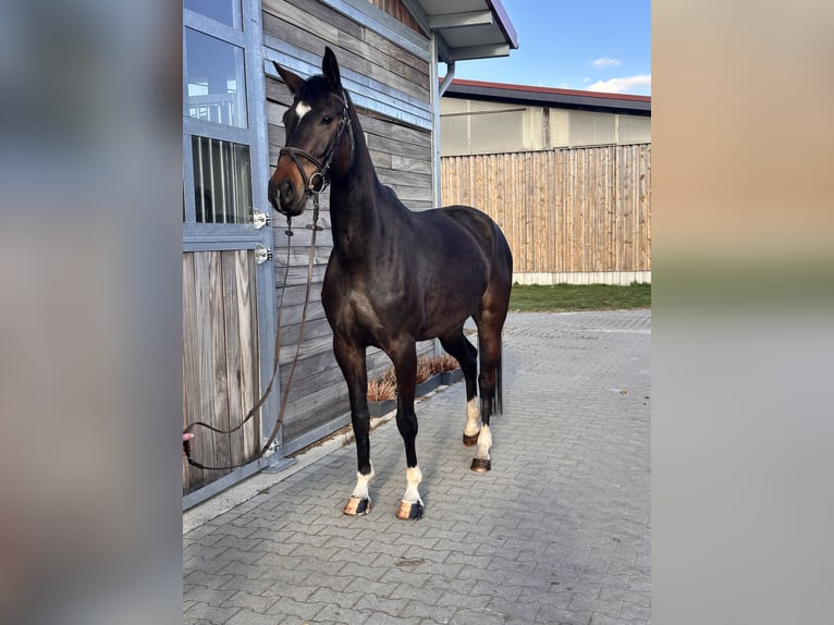 Hanoverian Mare 5 years 16.1 hh Bay-Dark in Leipzig