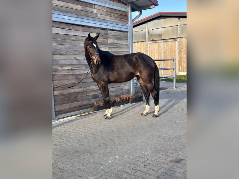 Hanoverian Mare 5 years 16.1 hh Bay-Dark in Leipzig