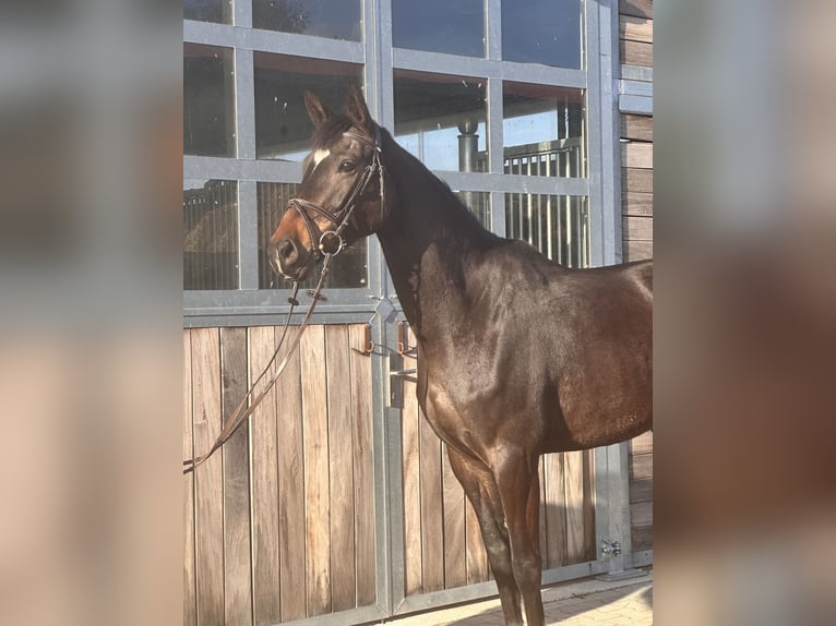 Hanoverian Mare 5 years 16.1 hh Bay-Dark in Leipzig