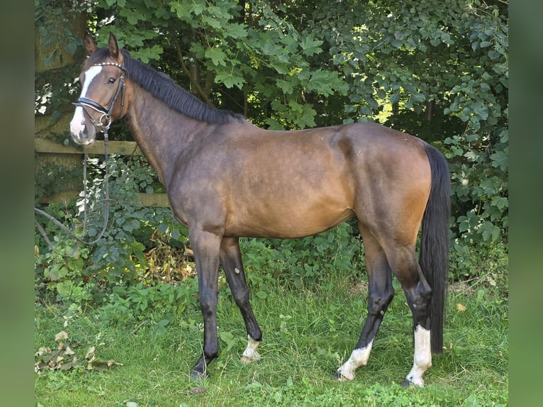 Hanoverian Mare 5 years 16.1 hh Bay-Dark in Braunschweig