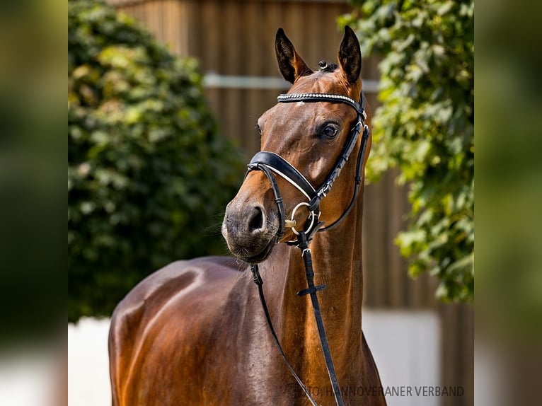 Hanoverian Mare 5 years 16,1 hh Bay-Dark in Verden