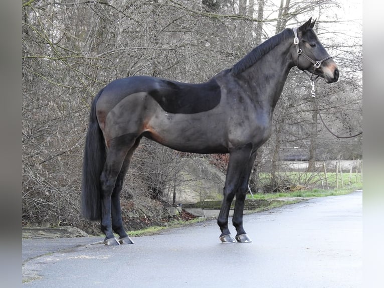 Hanoverian Mare 5 years 16,1 hh Bay-Dark in Verl