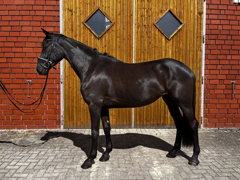 Hanoverian Mare 5 years 16.1 hh Black in Bliedersdorf