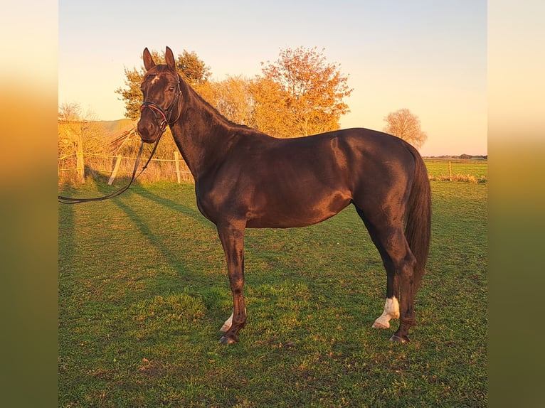 Hanoverian Mare 5 years 16,1 hh Black in Bleckede