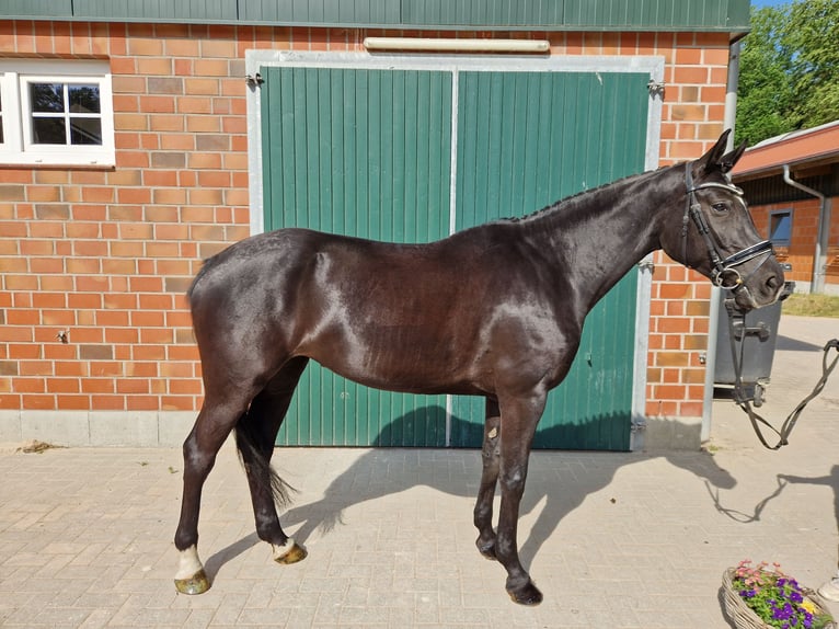 Hanoverian Mare 5 years 16,1 hh Black in Bomlitz