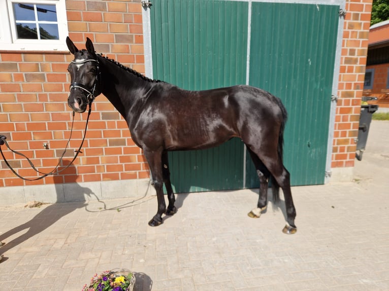 Hanoverian Mare 5 years 16,1 hh Black in Bomlitz