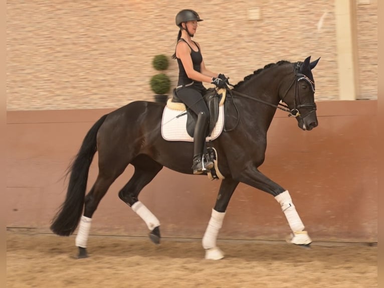 Hanoverian Mare 5 years 16.1 hh Black in Wehringen