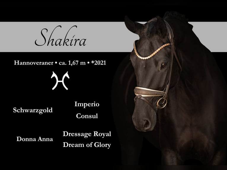 Hanoverian Mare 5 years 16.1 hh Black in Wehringen