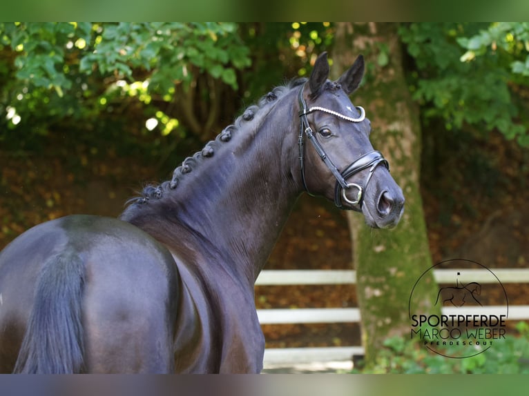 Hanoverian Mare 5 years 16,1 hh Black in Lengerich