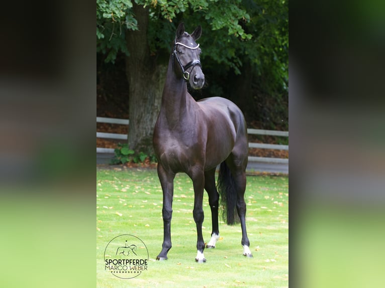 Hanoverian Mare 5 years 16,1 hh Black in Lengerich