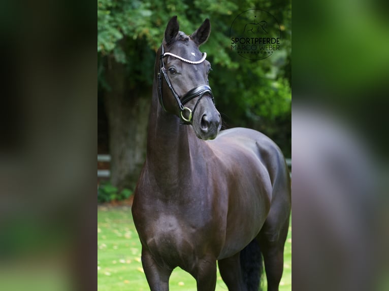 Hanoverian Mare 5 years 16,1 hh Black in Lengerich