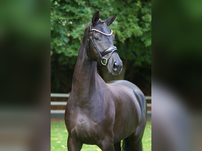 Hanoverian Mare 5 years 16,1 hh Black in Lengerich