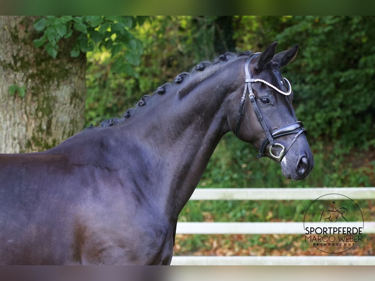 Hanoverian Mare 5 years 16,1 hh Black in Lengerich