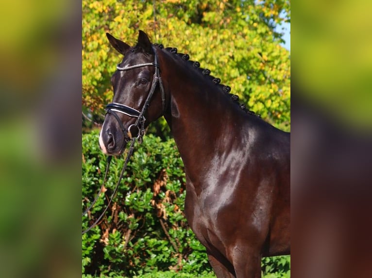 Hanoverian Mare 5 years 16,1 hh Black in Selsingen