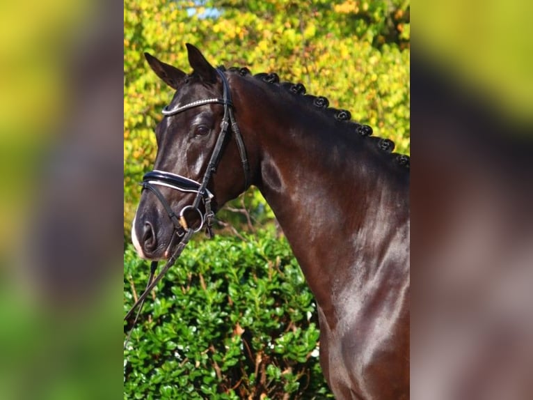 Hanoverian Mare 5 years 16,1 hh Black in Selsingen