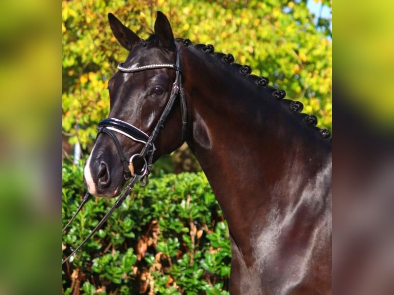 Hanoverian Mare 5 years 16,1 hh Black in Selsingen