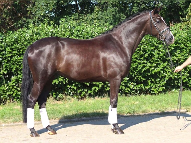 Hanoverian Mare 5 years 16.1 hh Black in Selsingen