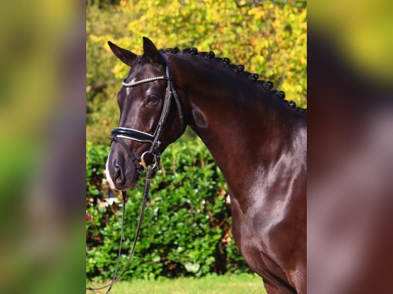 Hanoverian Mare 5 years 16,1 hh Black in Selsingen