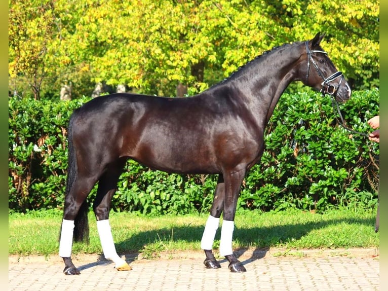 Hanoverian Mare 5 years 16,1 hh Black in Selsingen