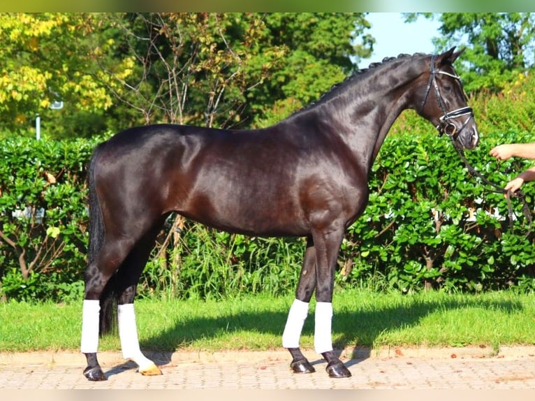 Hanoverian Mare 5 years 16,1 hh Black in Selsingen