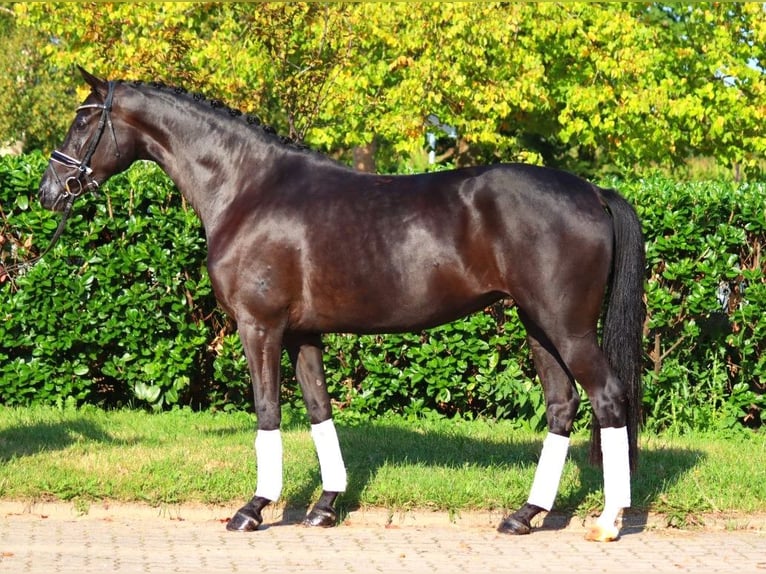 Hanoverian Mare 5 years 16,1 hh Black in Selsingen