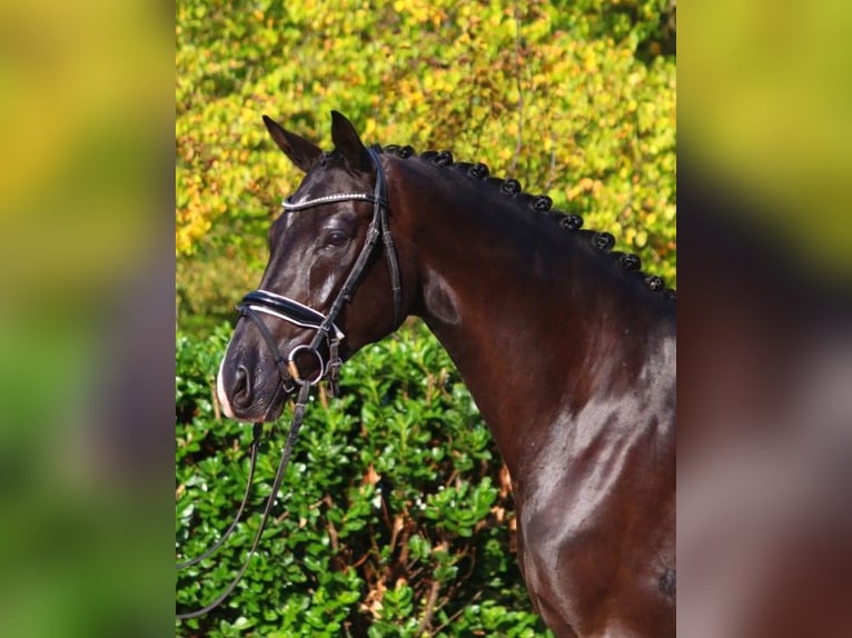 Hanoverian Mare 5 years 16,1 hh Black in Selsingen