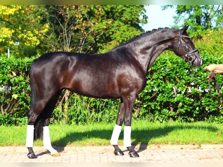 Hanoverian Mare 5 years 16,1 hh Black in Selsingen