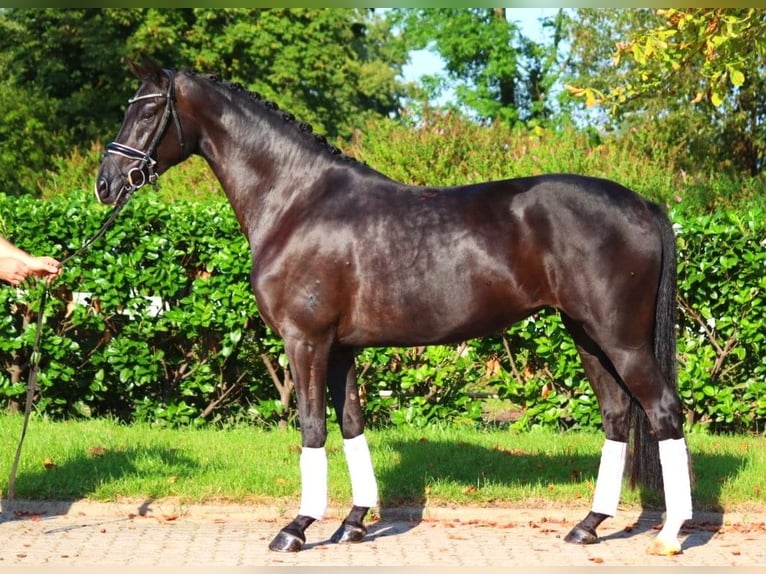 Hanoverian Mare 5 years 16,1 hh Black in Selsingen