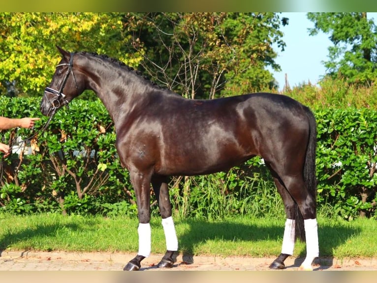 Hanoverian Mare 5 years 16,1 hh Black in Selsingen