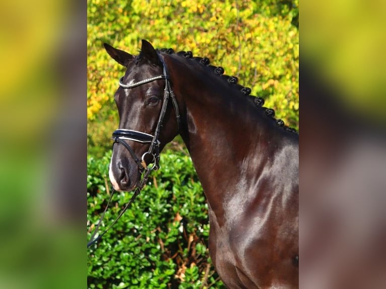 Hanoverian Mare 5 years 16,1 hh Black in Selsingen