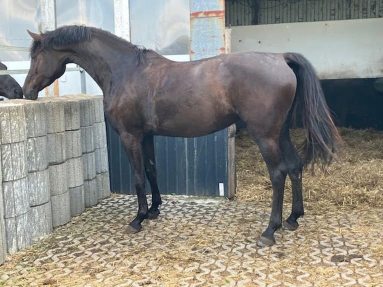 Hanoverian Mare 5 years 16,1 hh Black in Schönkirchen