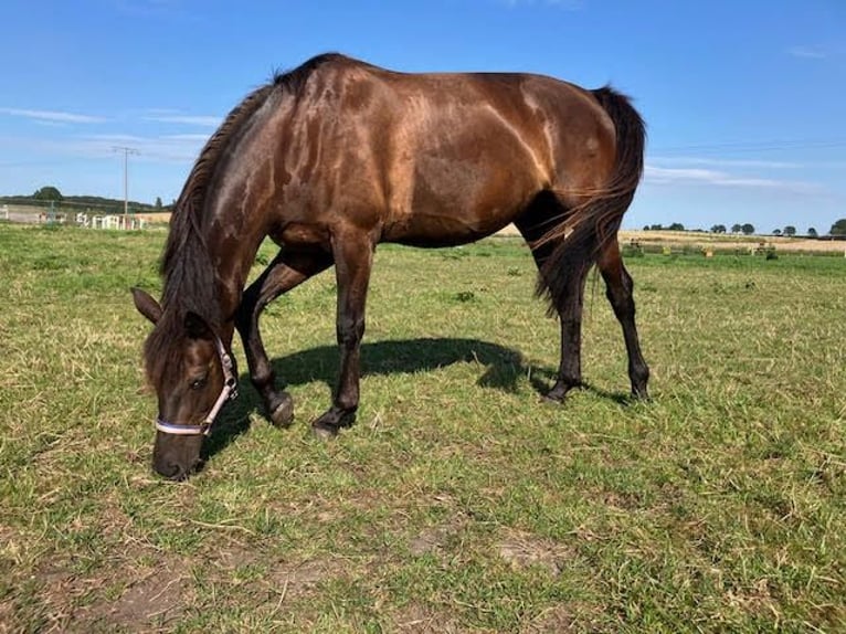 Hanoverian Mare 5 years 16,1 hh Black in Schönkirchen