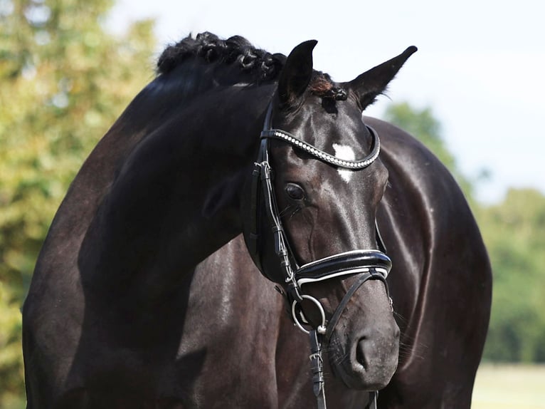 Hanoverian Mare 5 years 16.1 hh Black in Loewenberger Land, 30 min von Berlin