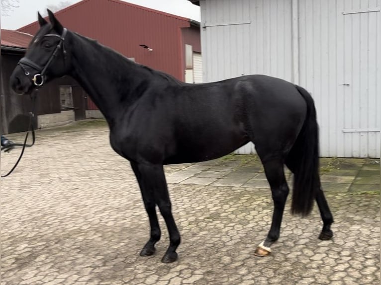 Hanoverian Mare 5 years 16,1 hh Black in Marxen