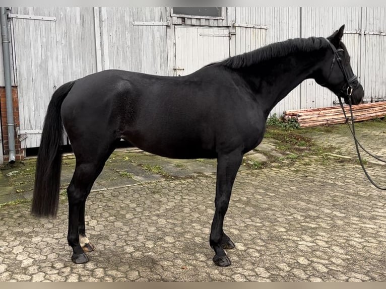 Hanoverian Mare 5 years 16,1 hh Black in Marxen