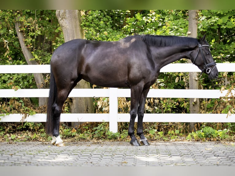 Hanoverian Mare 5 years 16.1 hh Black in Unna