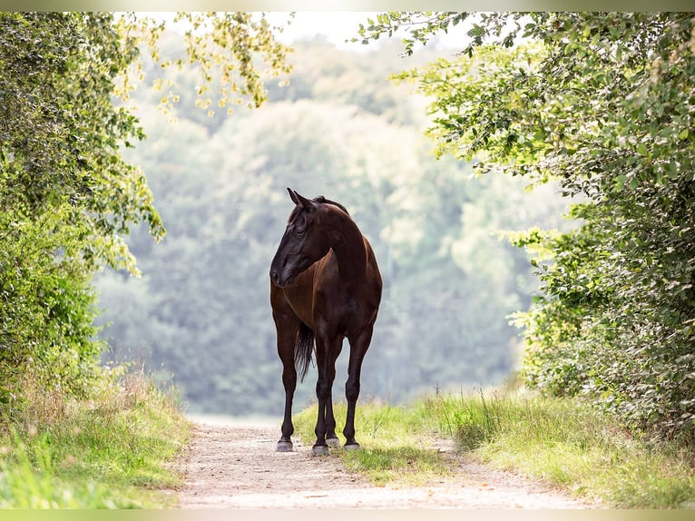 Hanoverian Mare 5 years 16,1 hh Black in Neu-Eichenberg