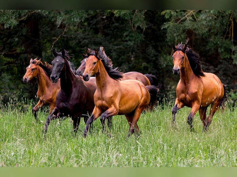 Hanoverian Mare 5 years 16,1 hh Black in Neu-Eichenberg