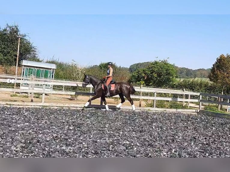 Hanoverian Mare 5 years 16,1 hh Black in Neu-Eichenberg