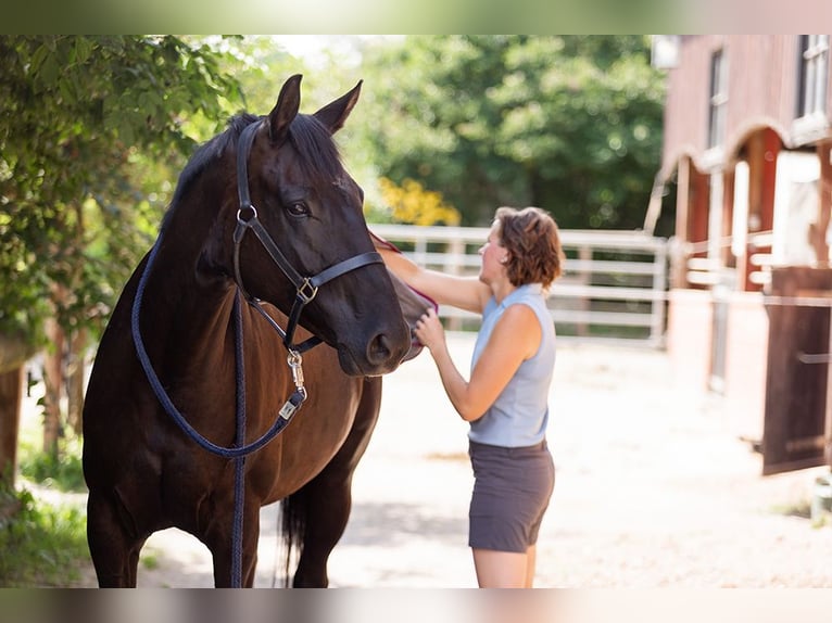 Hanoverian Mare 5 years 16,1 hh Black in Neu-Eichenberg