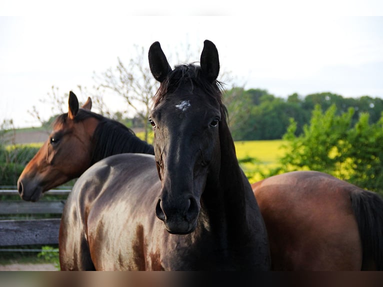 Hanoverian Mare 5 years 16,1 hh Black in Neu-Eichenberg